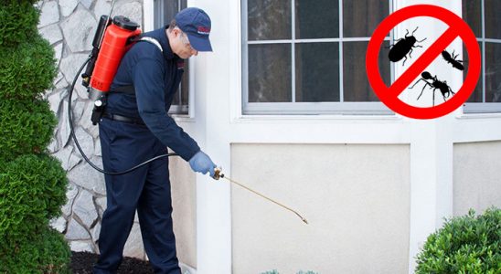 Cumayeri Kemirgen İlaçlama böcek ilaçlama ve haşere kontrolü — ilaclama-tr.com